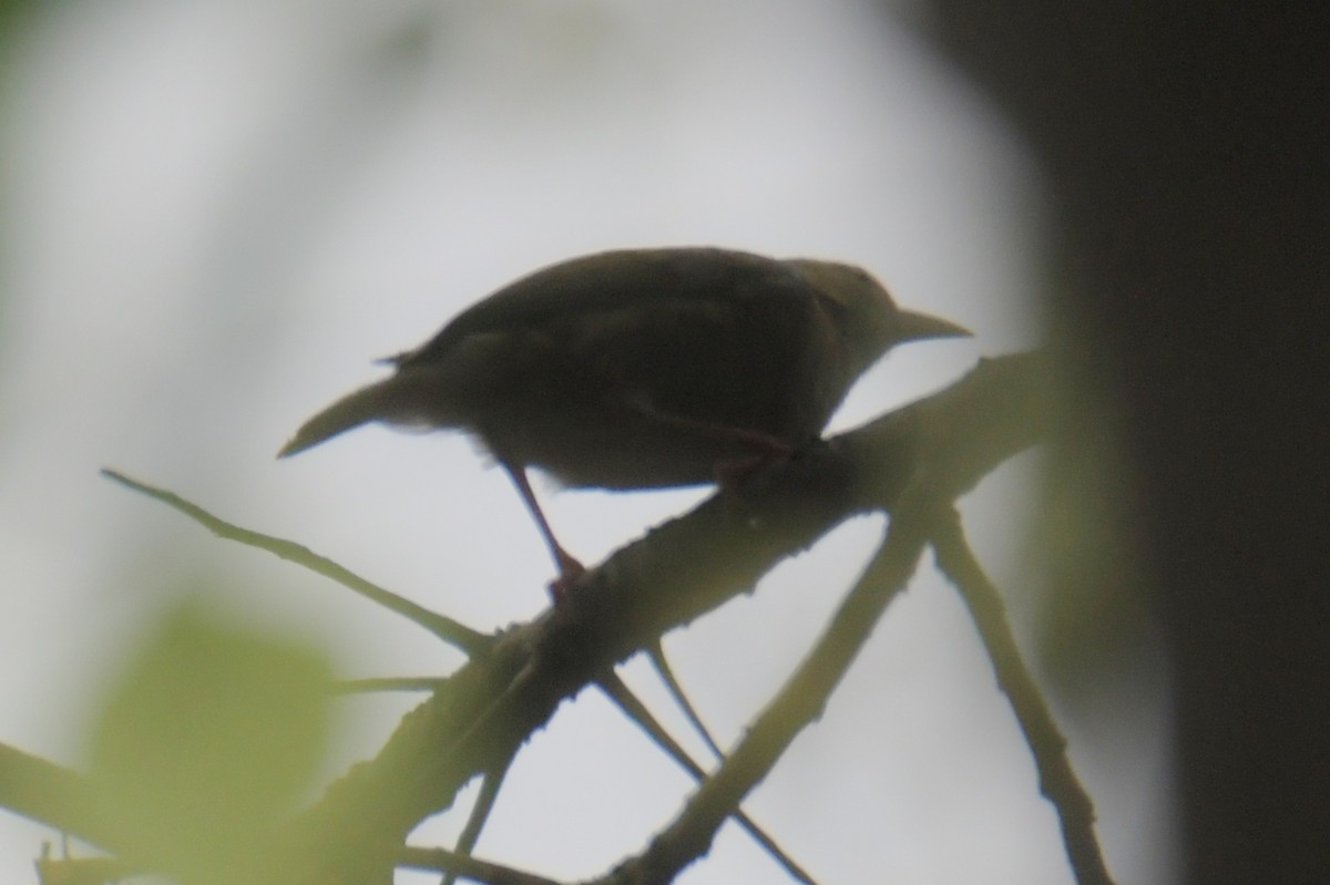 Giant Weaver - ML643765935