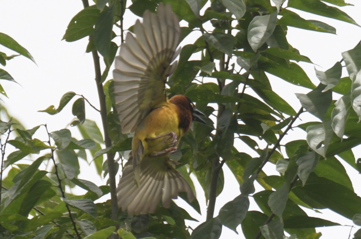 Giant Weaver - ML643765937