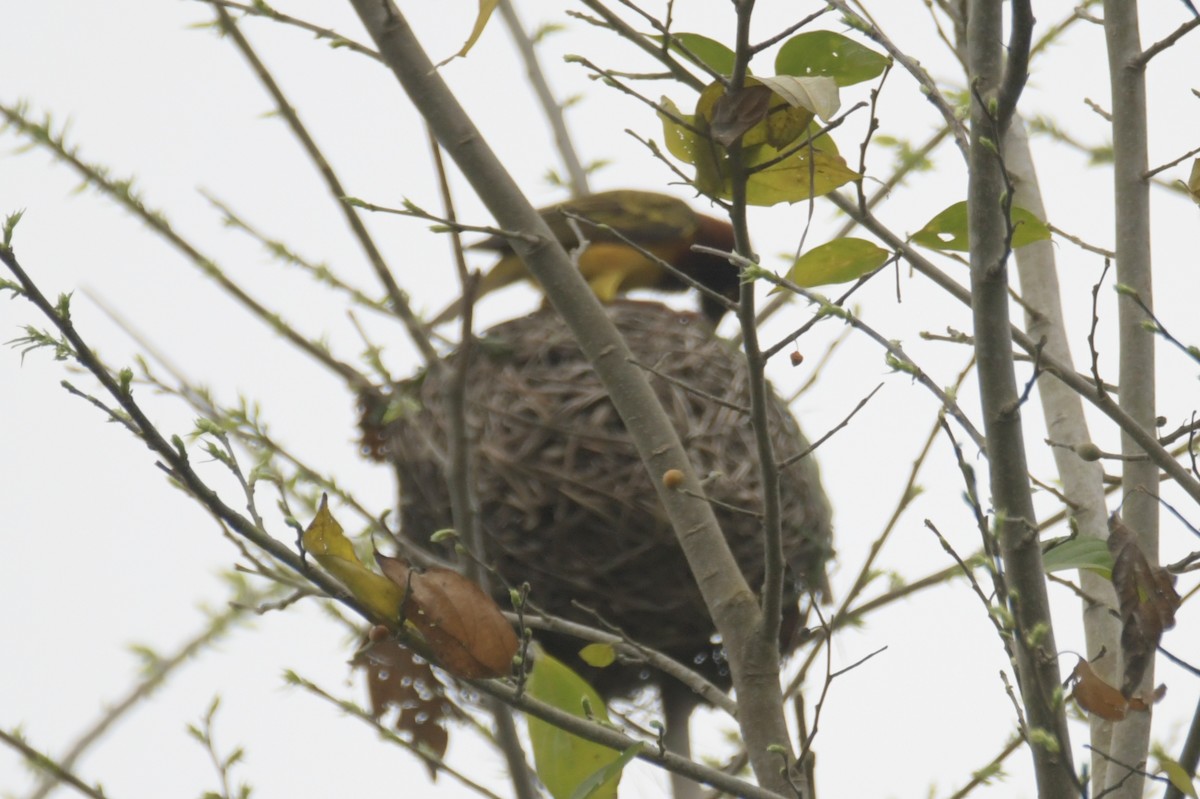 Giant Weaver - ML643765938