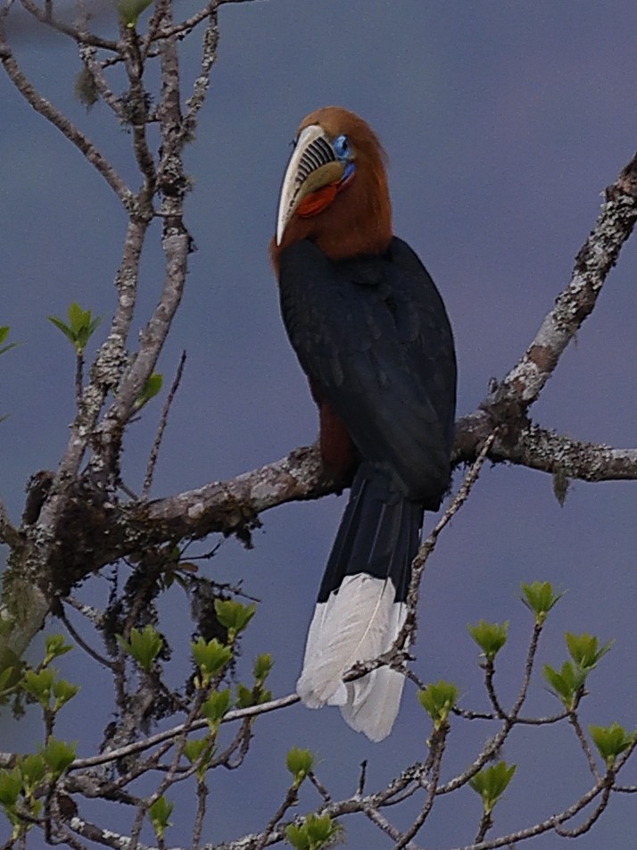 Rufous-necked Hornbill - ML643765944