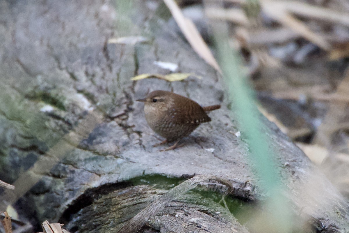 Winter Wren - ML643765947