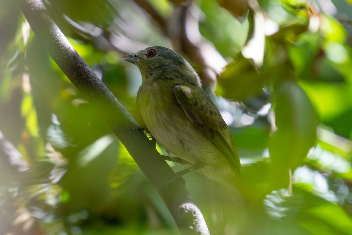 White-crowned Manakin - ML643765950