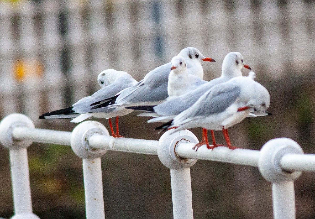 Black-headed Gull - ML643765956