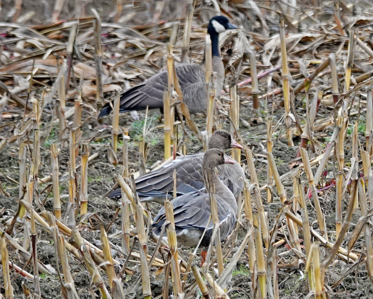 Greater White-fronted Goose - ML643765957