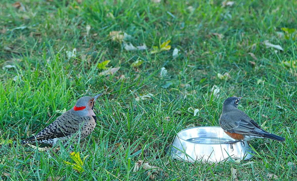 Northern Flicker - ML643765962