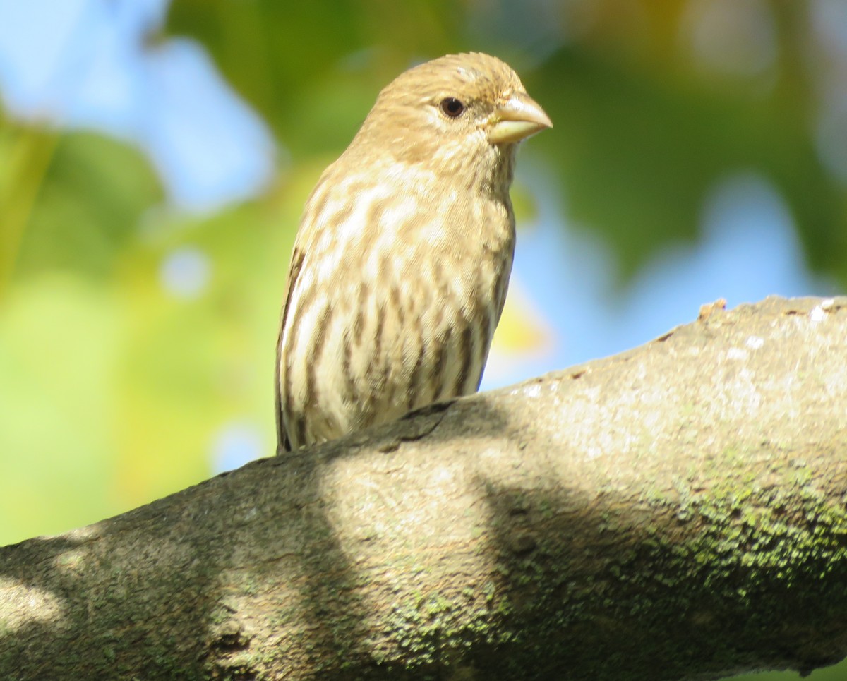 House Finch - ML643765967