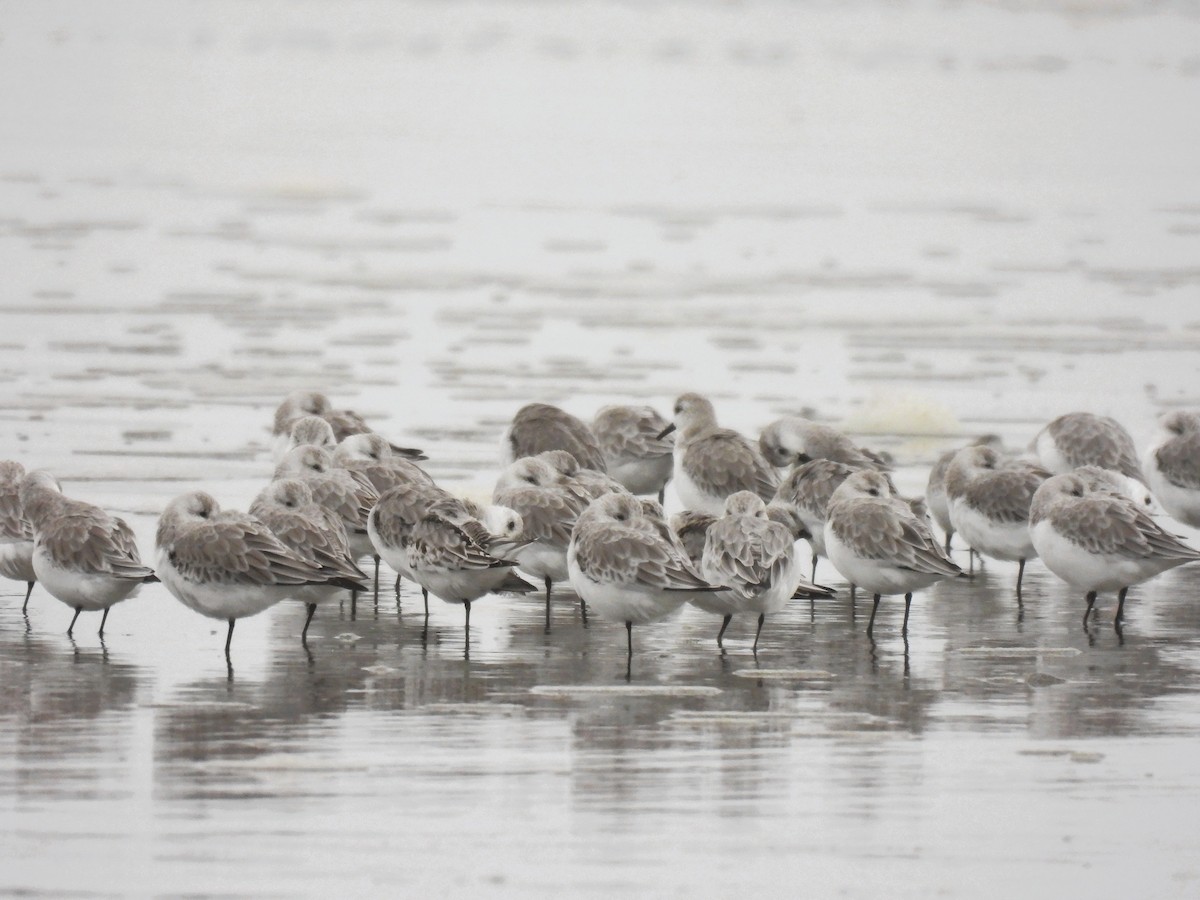 Sanderling - ML643765969