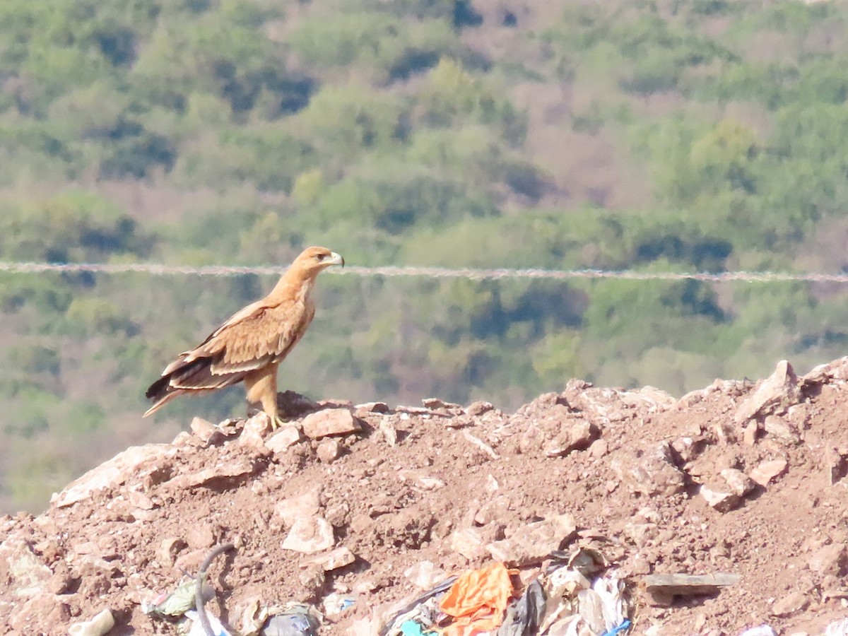 Spanish Eagle - ML643765970