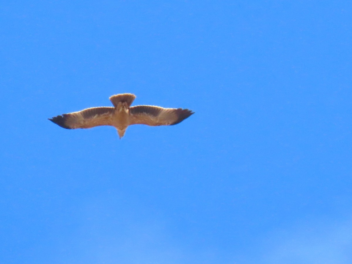 Spanish Eagle - ML643765971