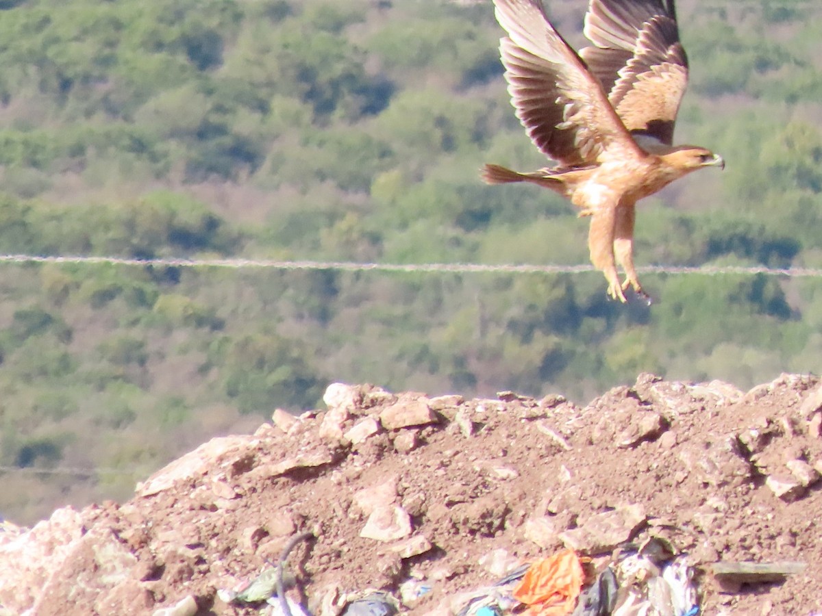 Spanish Eagle - ML643765972