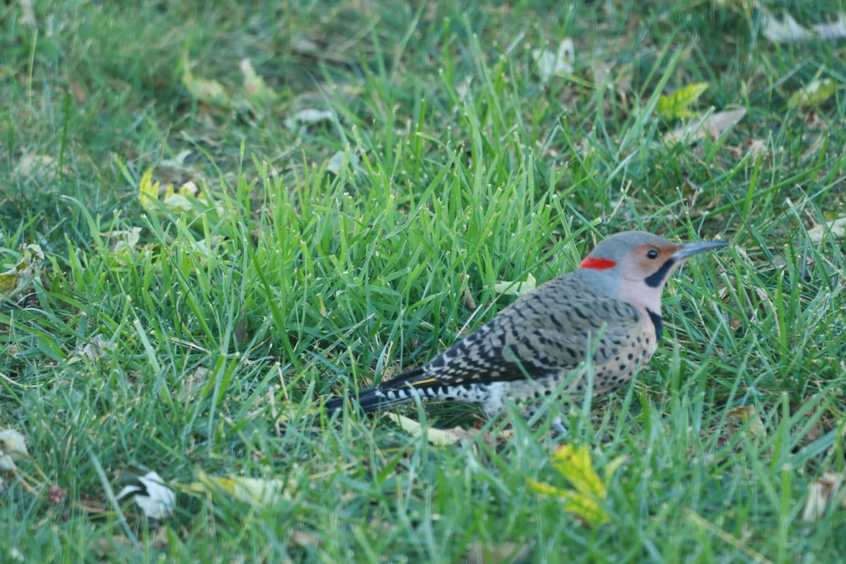 Northern Flicker - ML643765973