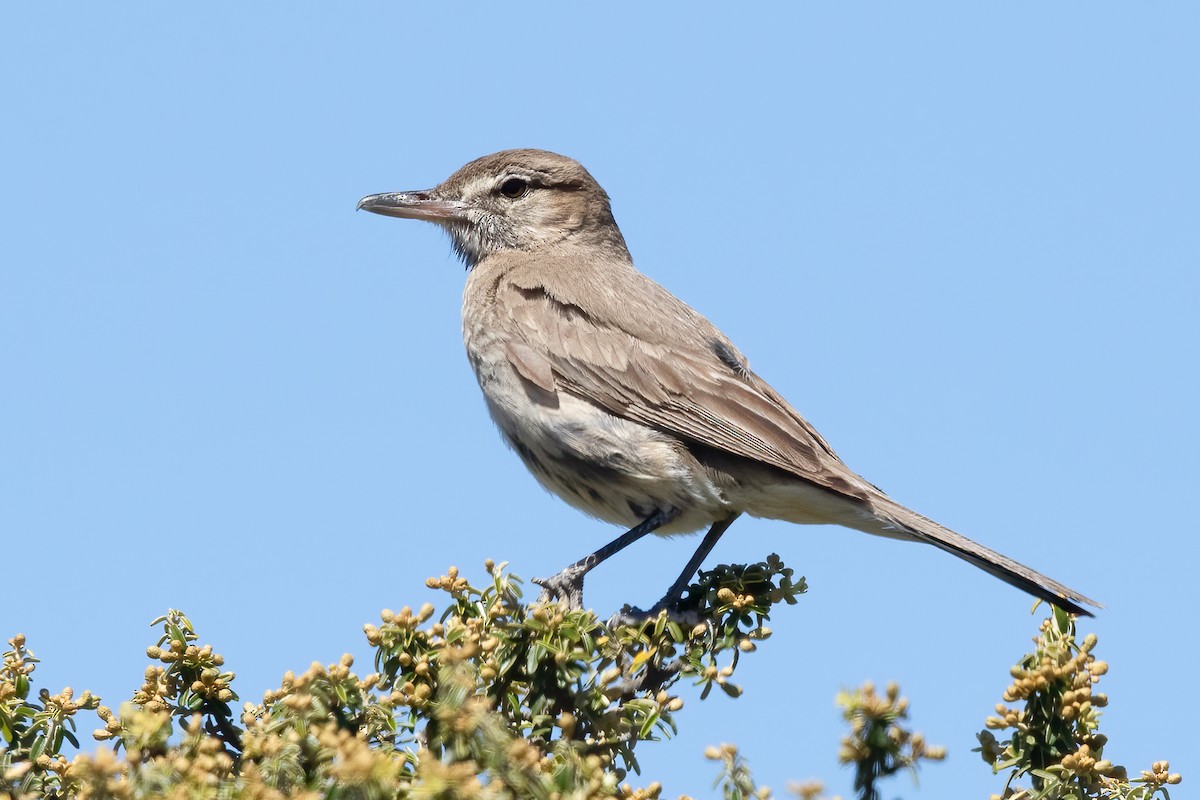 Gray-bellied Shrike-Tyrant - ML643765975