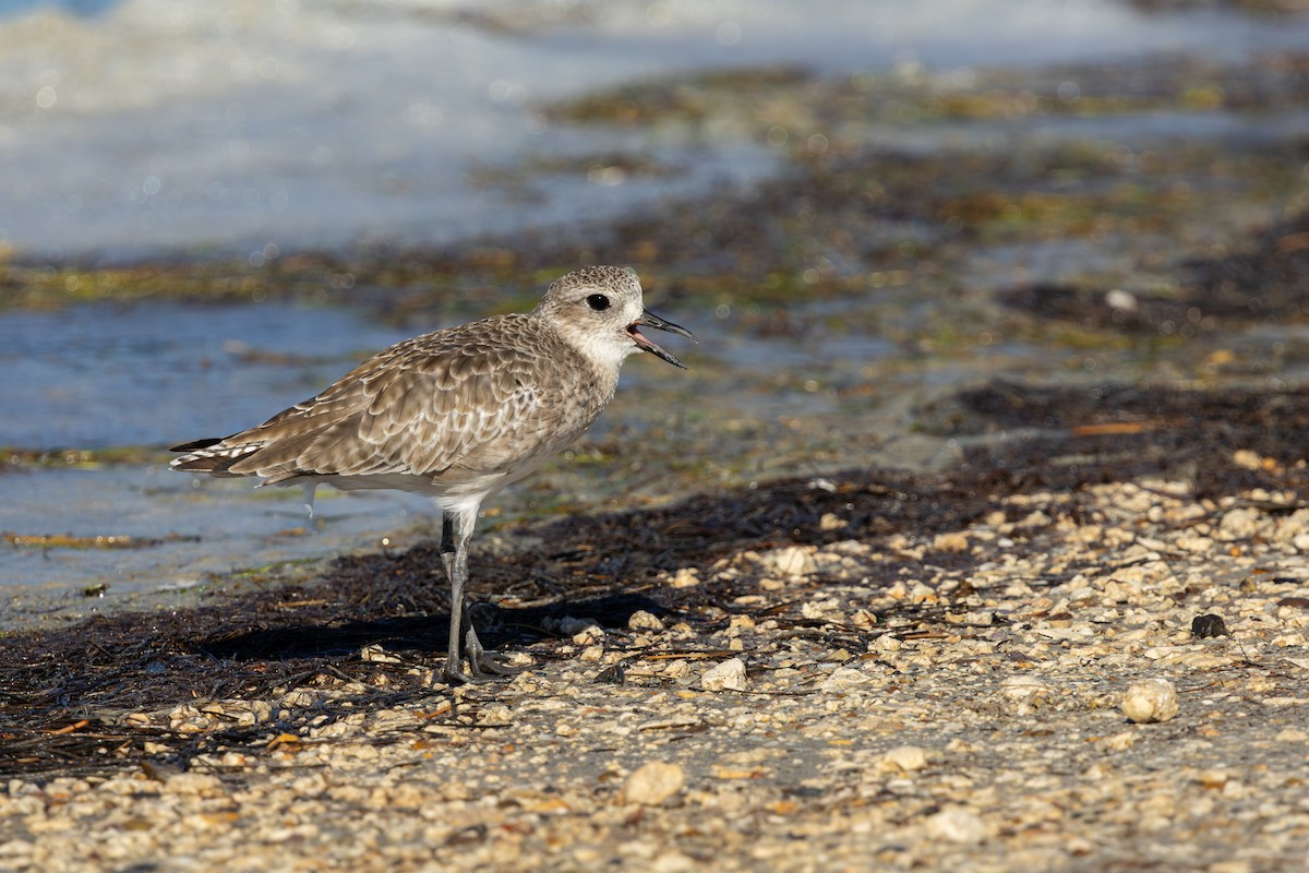 Black-bellied Plover - ML643765977