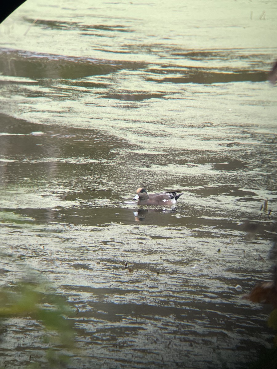 American Wigeon - ML643765978