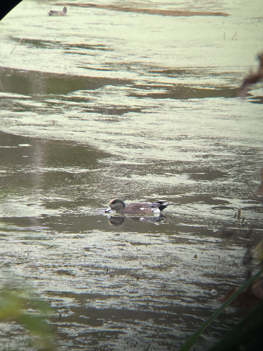 American Wigeon - ML643765979