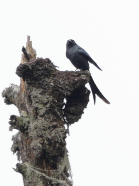 Black Drongo - ML643765983