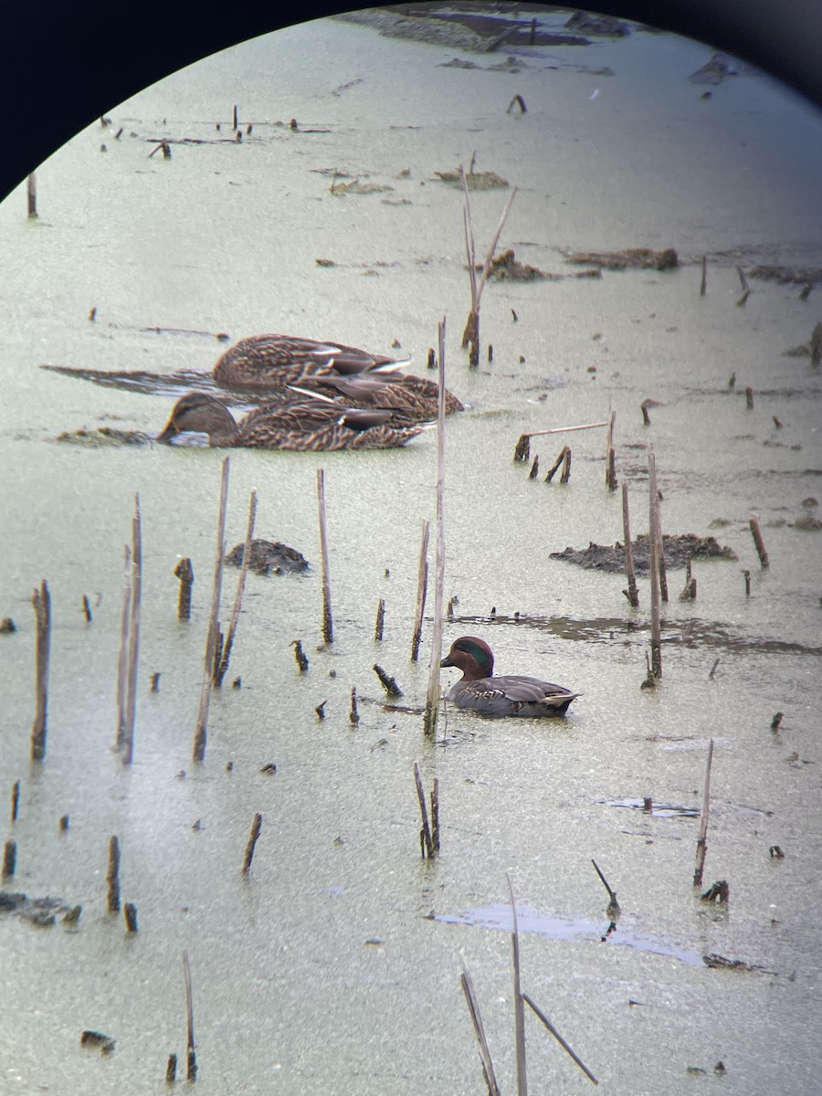 Green-winged Teal - ML643765985