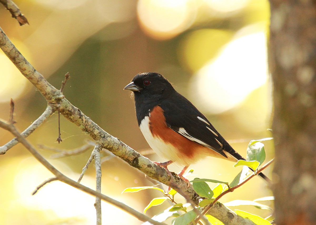 Eastern Towhee - ML643765986