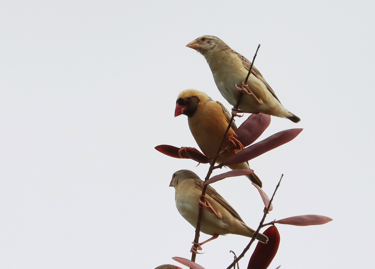 Red-billed Quelea - ML643765987