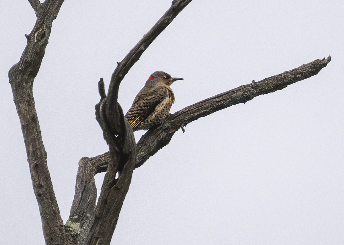 Northern Flicker - ML643765988