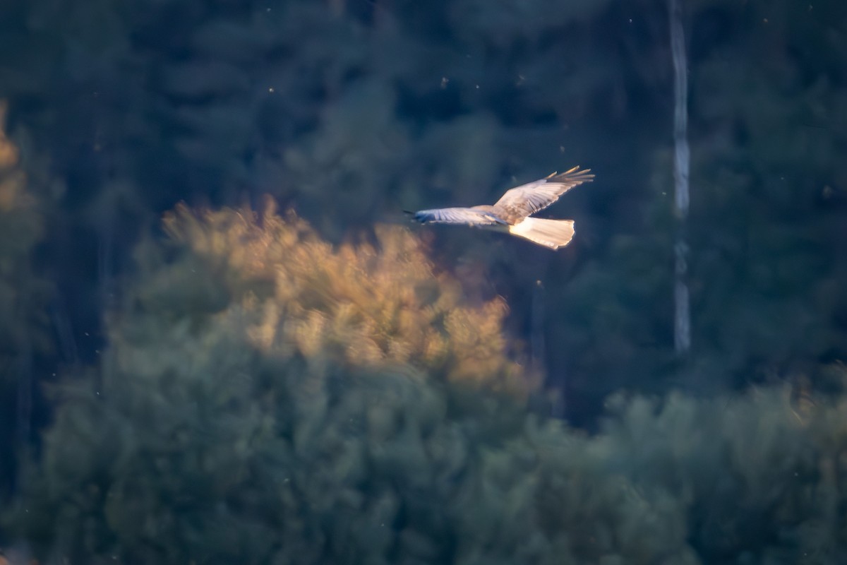 Hen Harrier - ML643765990