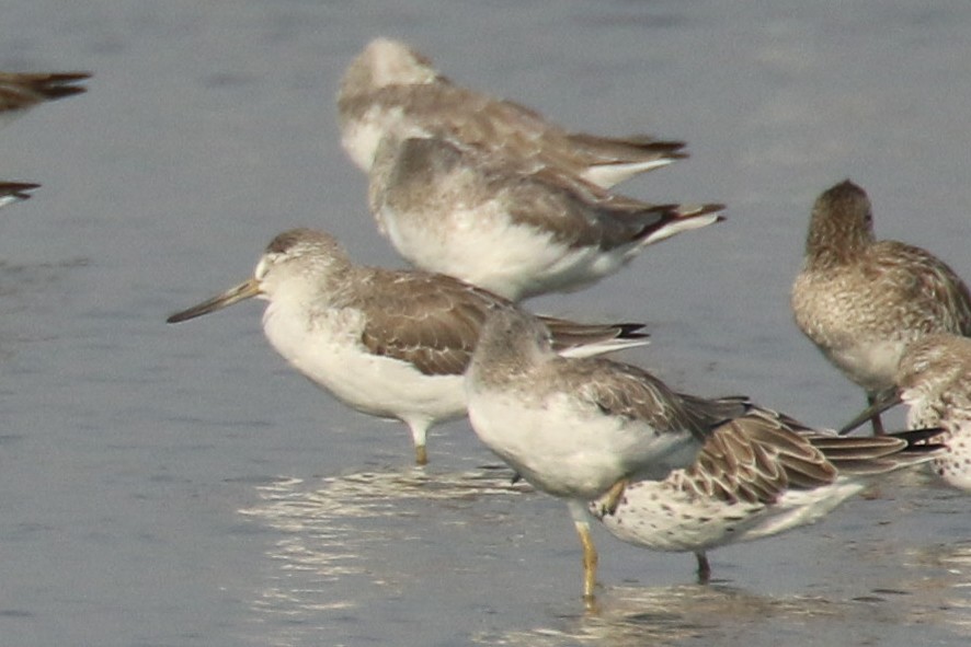 Common Greenshank - ML643765992