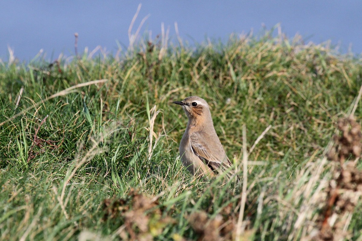 Northern Wheatear - ML643766000