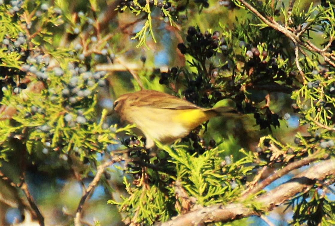 Palm Warbler - ML643766008