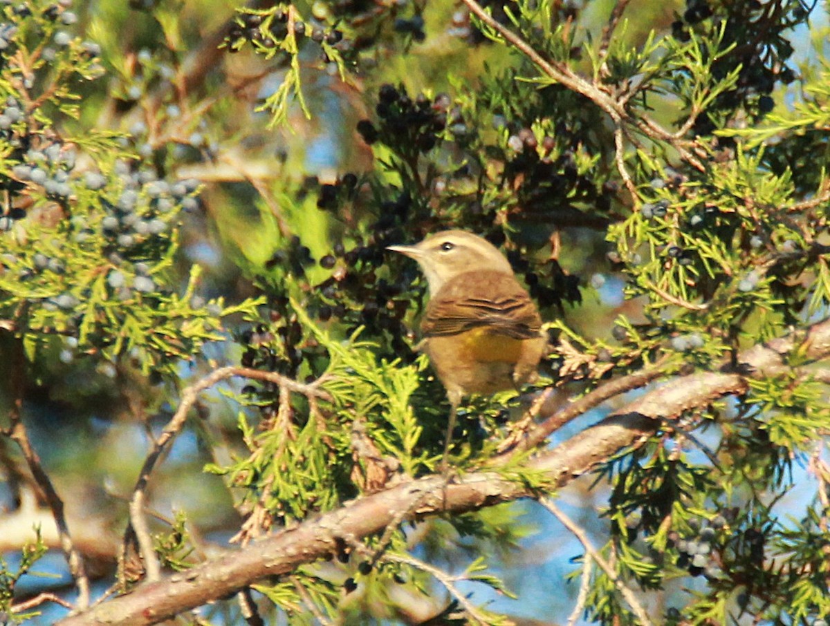 Palm Warbler - ML643766009