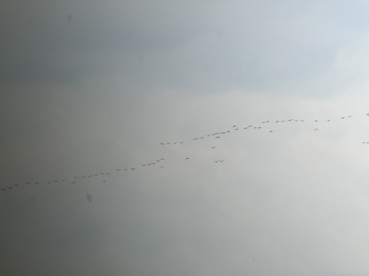 Double-crested Cormorant - ML643766021