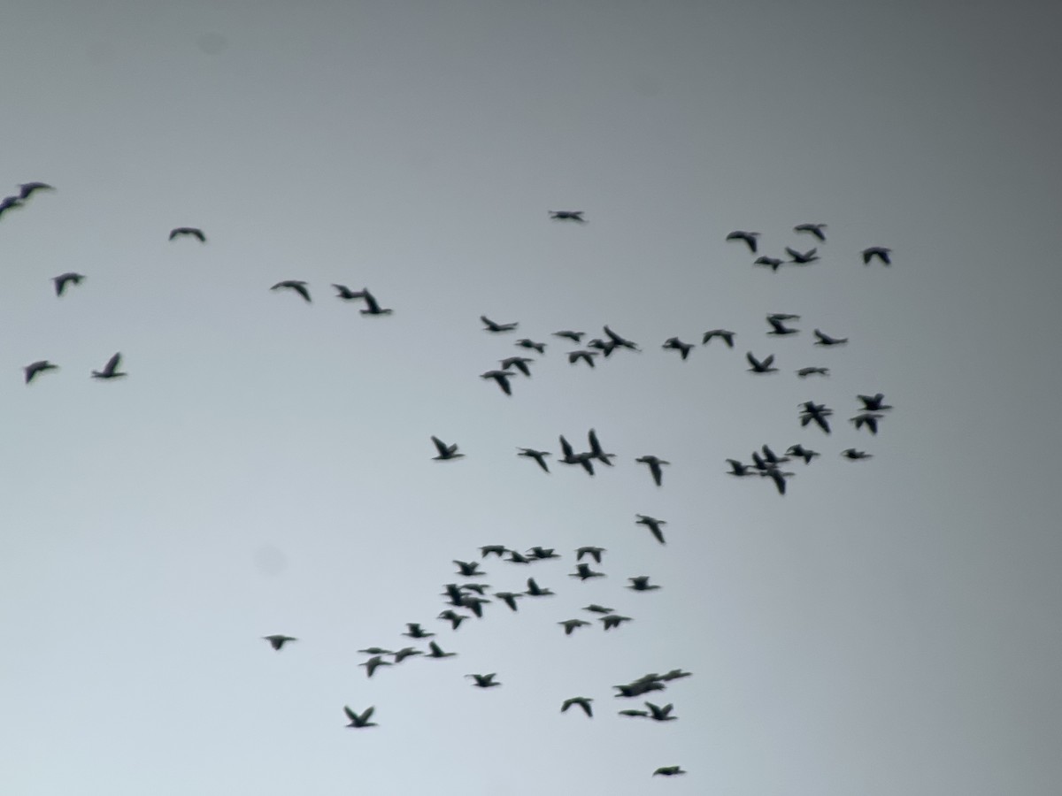 Double-crested Cormorant - ML643766022