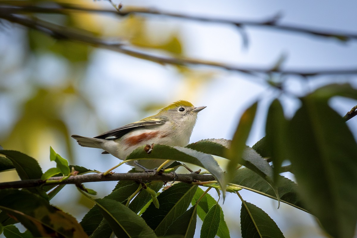 Chestnut-sided Warbler - ML643766026