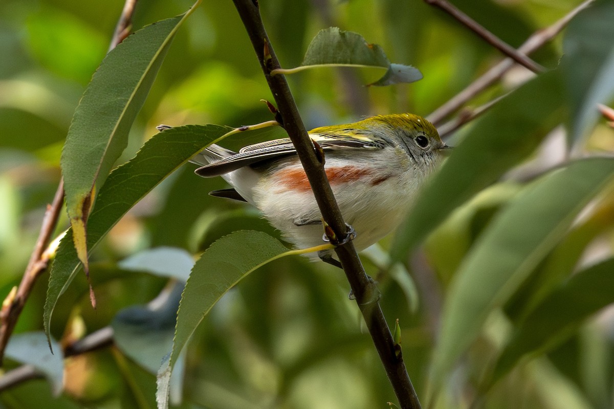 Chestnut-sided Warbler - ML643766027