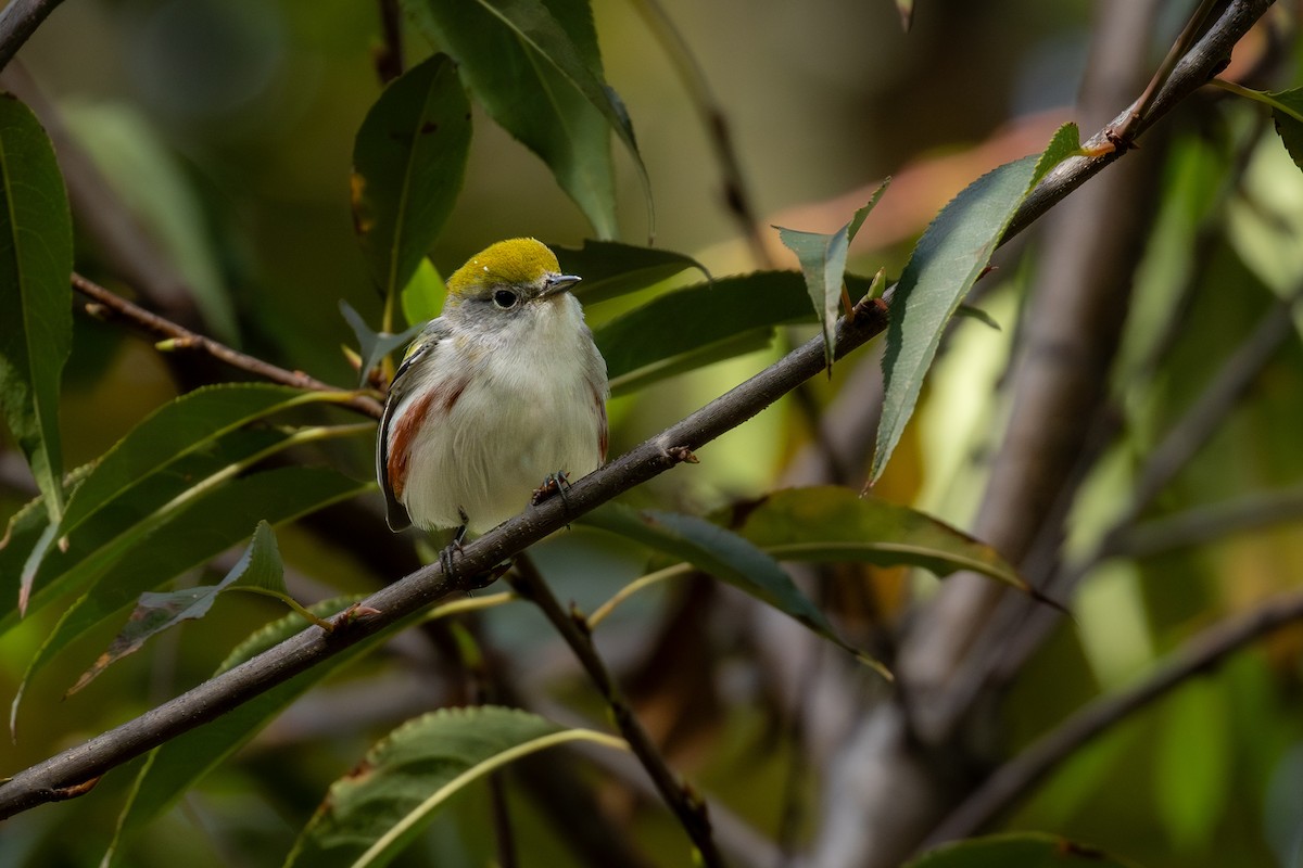 Chestnut-sided Warbler - ML643766028