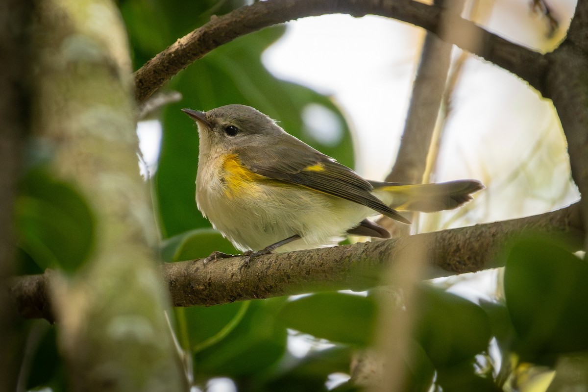 American Redstart - ML643766031