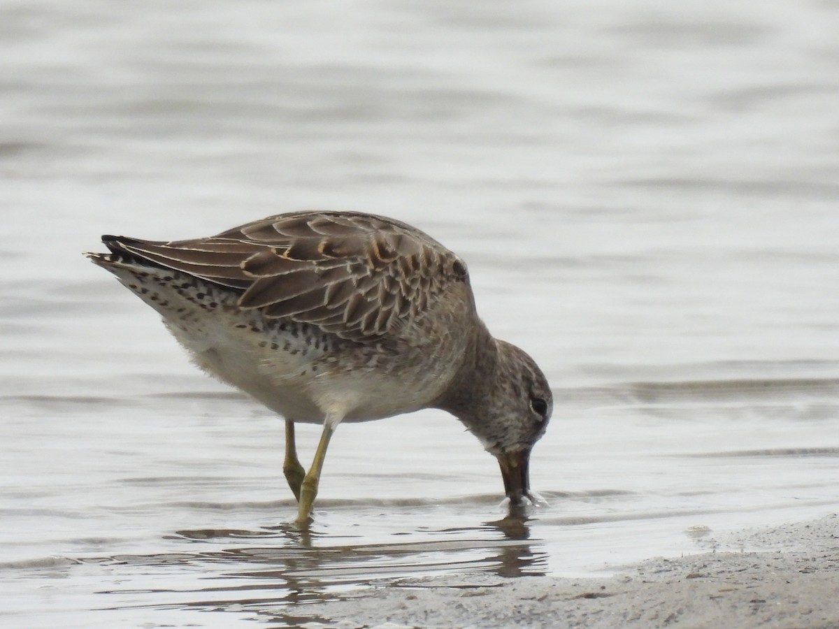 Long-billed Dowitcher - ML643766039