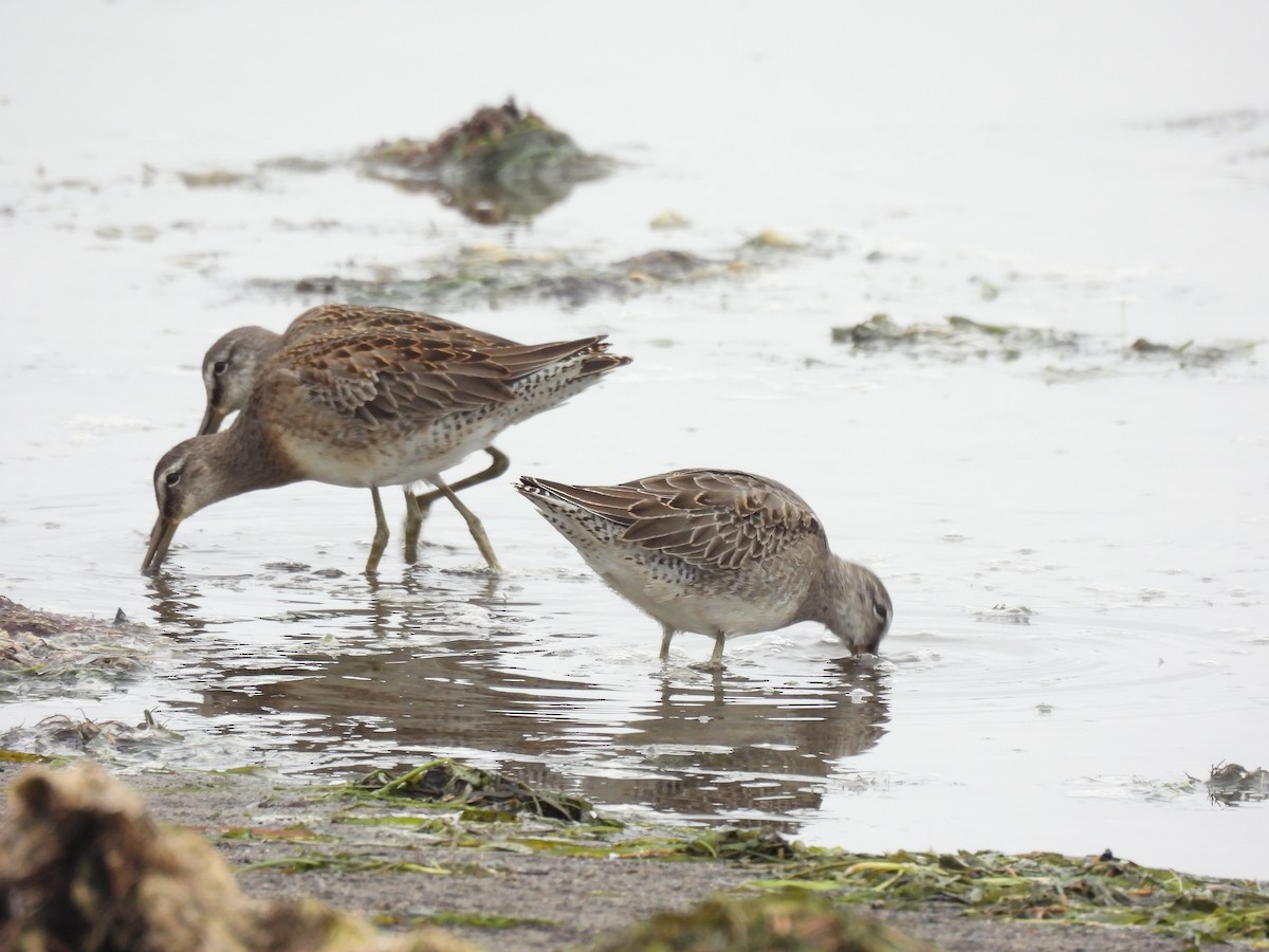 Long-billed Dowitcher - ML643766040