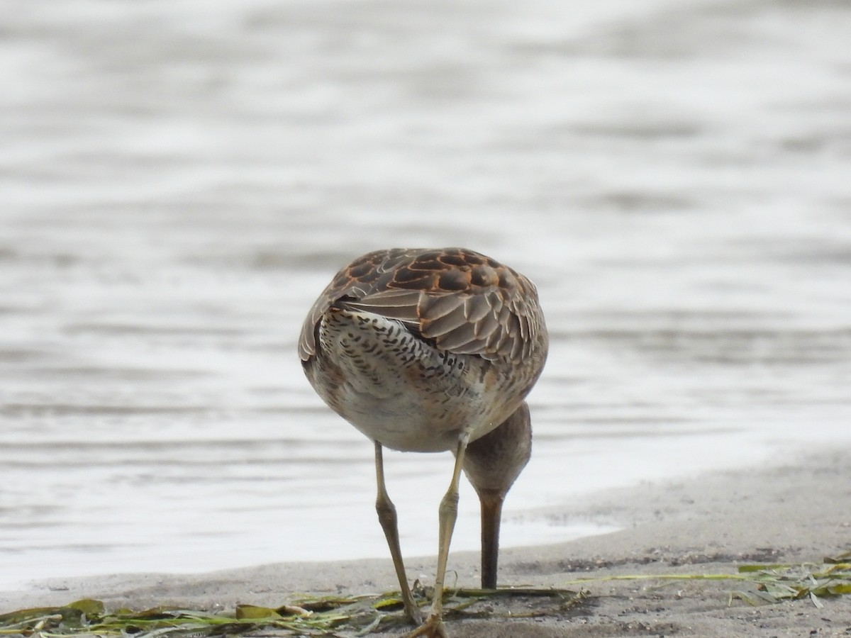 Long-billed Dowitcher - ML643766041