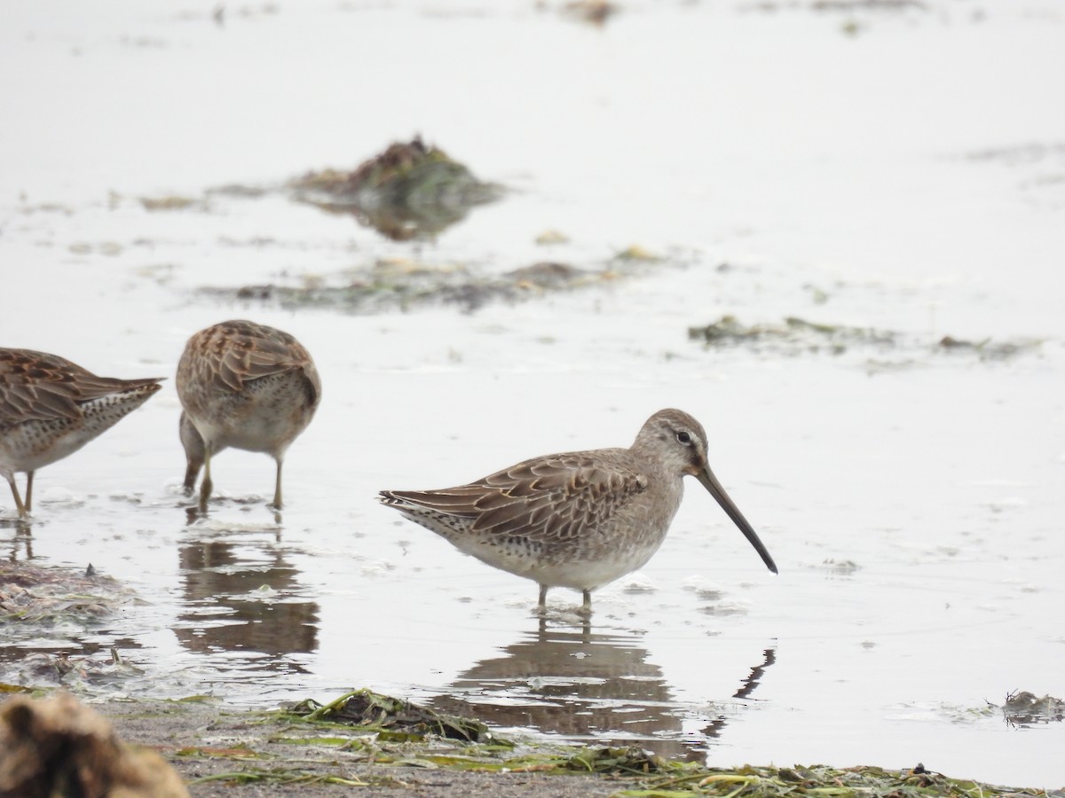 Long-billed Dowitcher - ML643766042