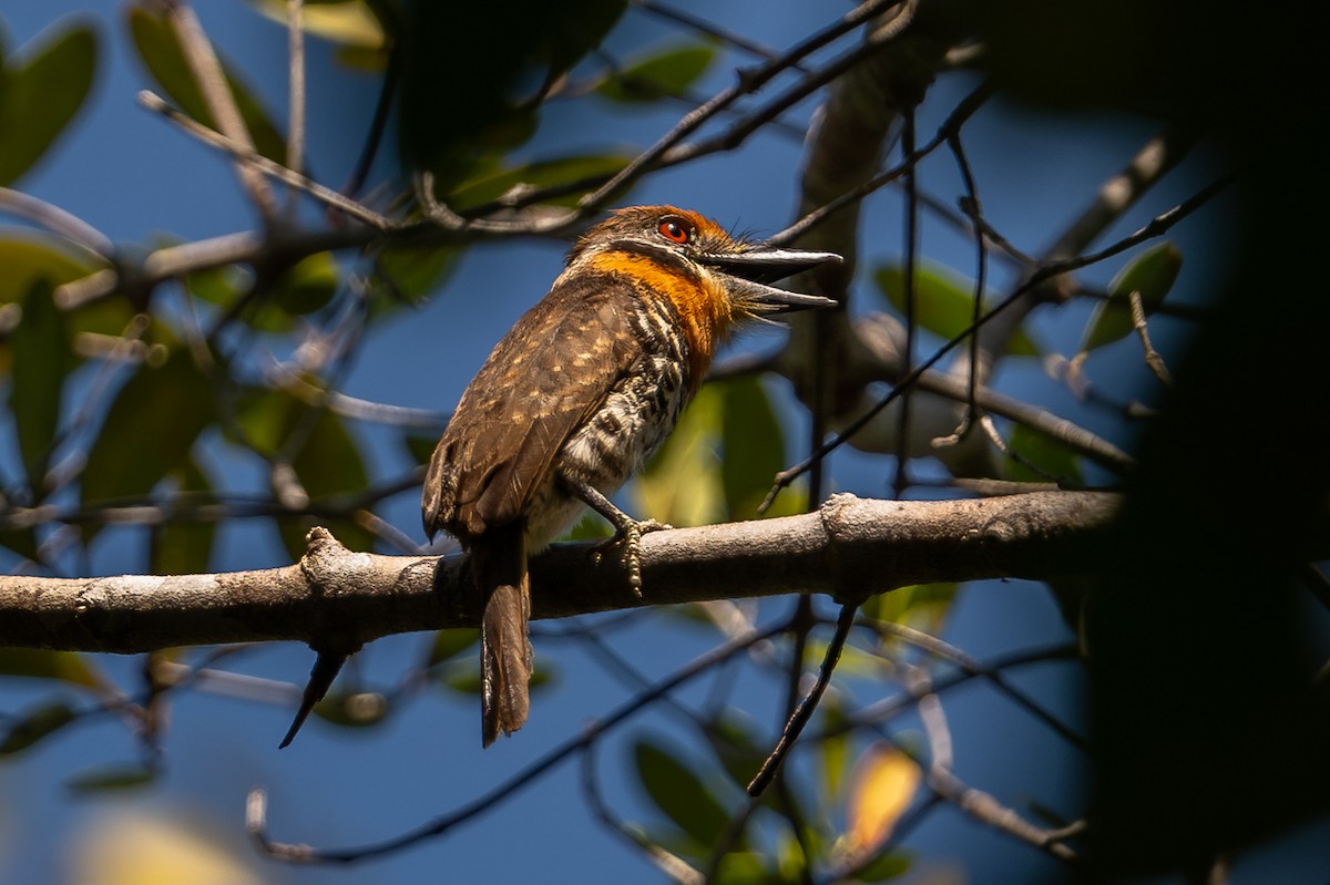 Spotted Puffbird - ML643766046