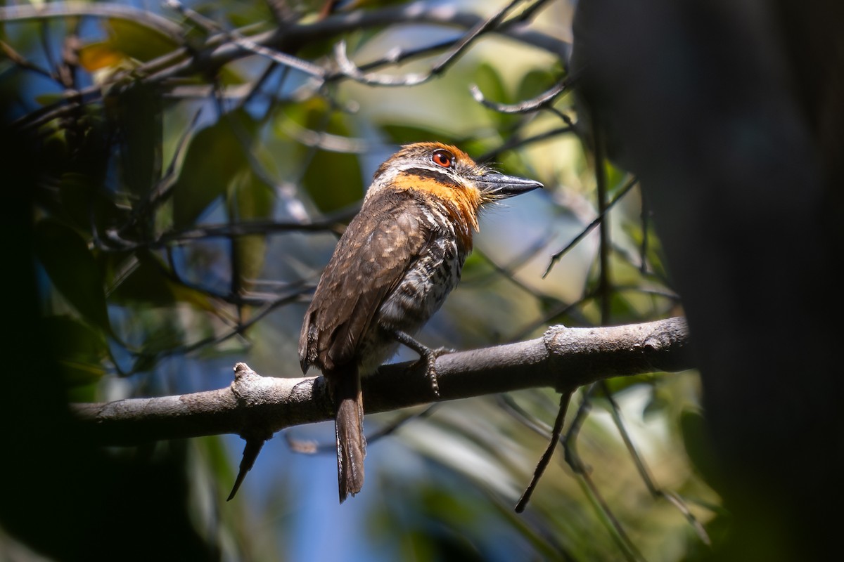 Spotted Puffbird - ML643766047