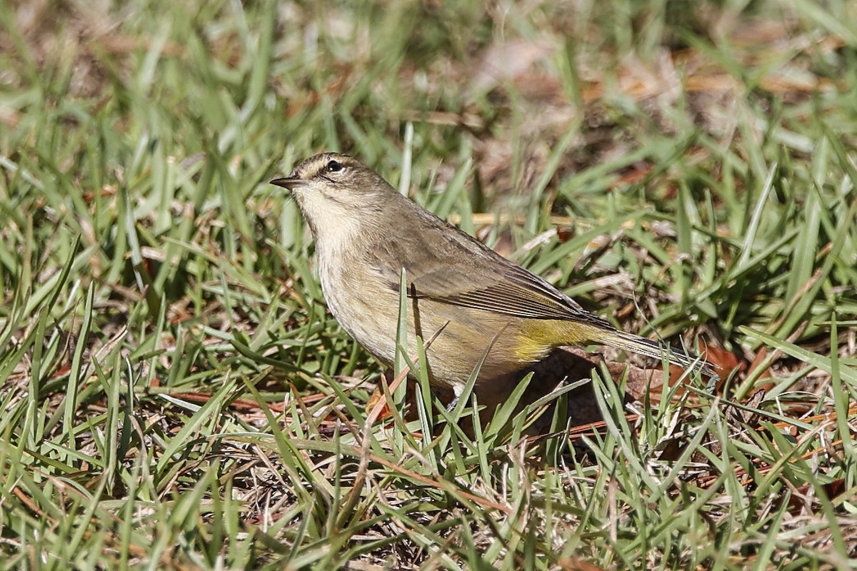 Palm Warbler - ML643766049