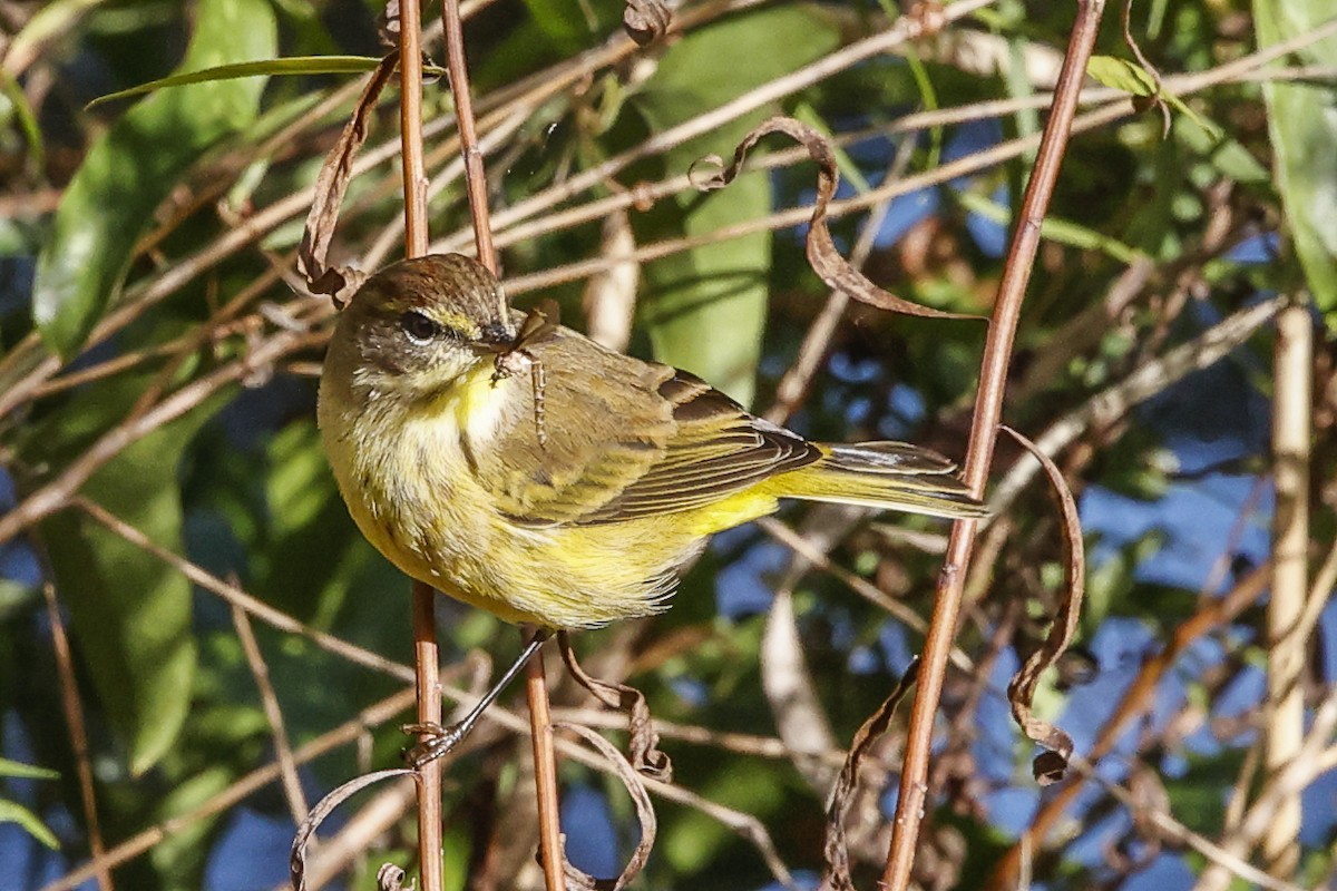 Palm Warbler - ML643766050