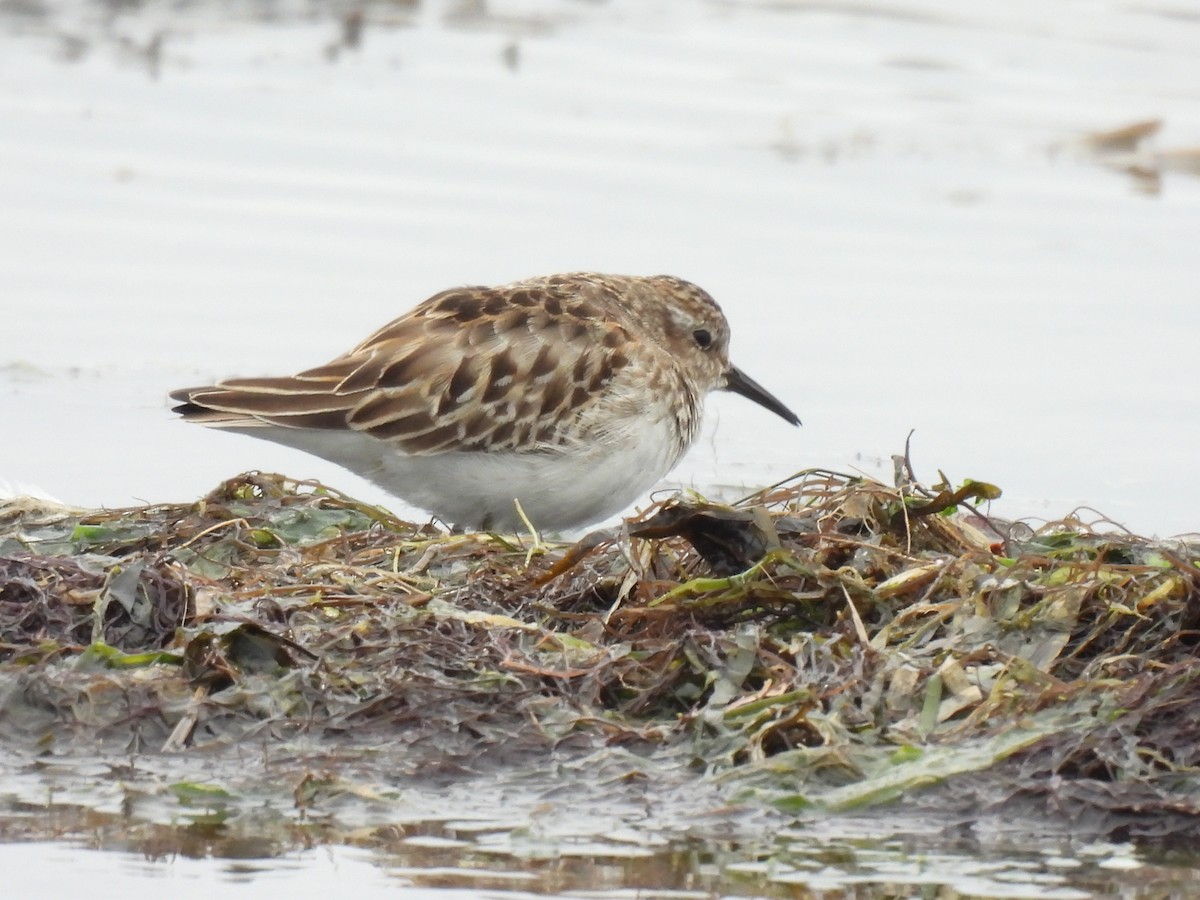 Least Sandpiper - ML643766051