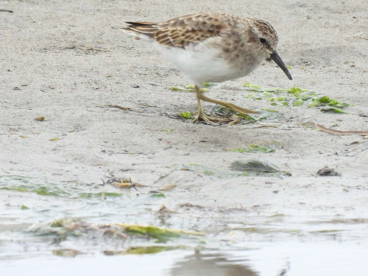 Least Sandpiper - ML643766052