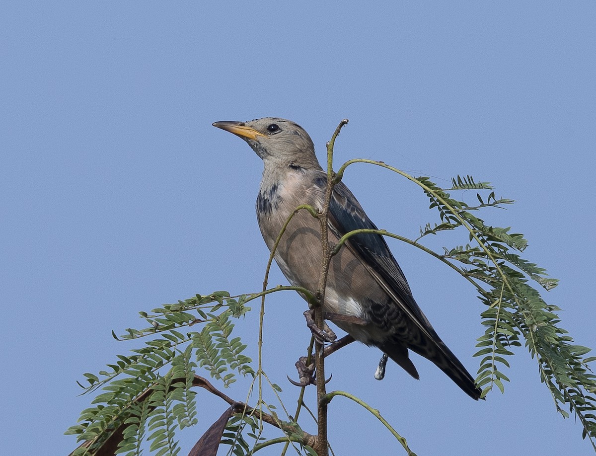 Rosy Starling - ML643766053