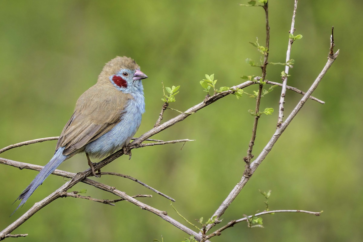 Red-cheeked Cordonbleu - ML643766054
