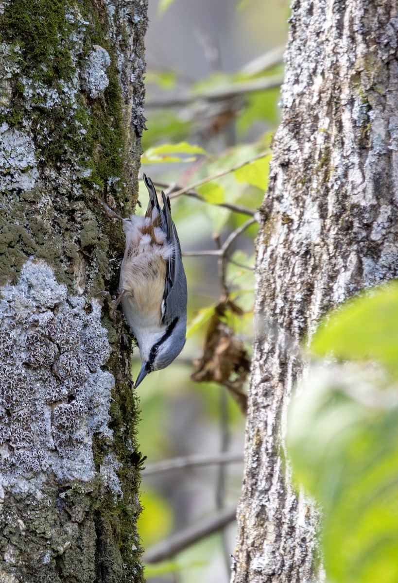 Eurasian Nuthatch - ML643766055