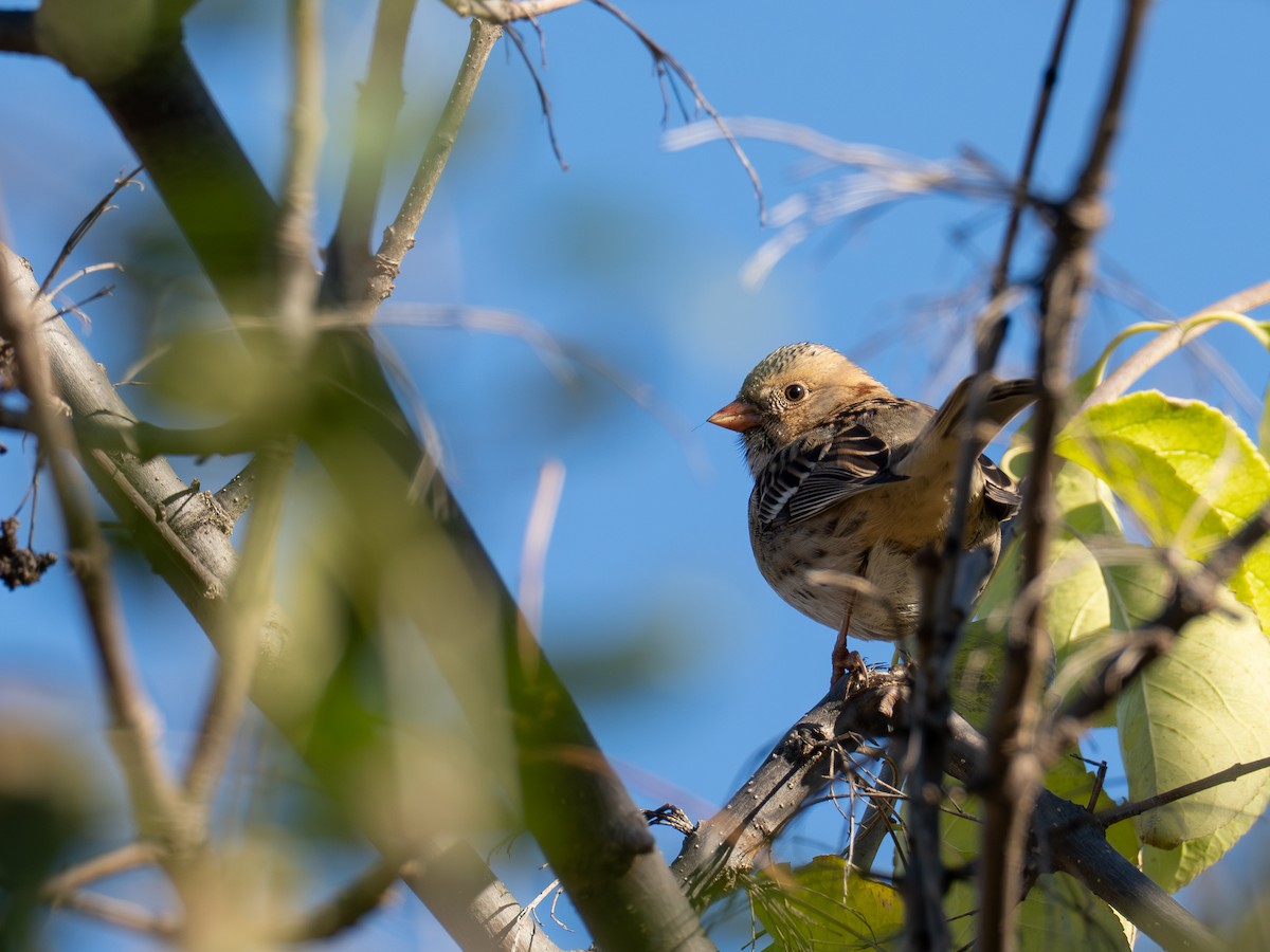 Harris's Sparrow - ML643766056