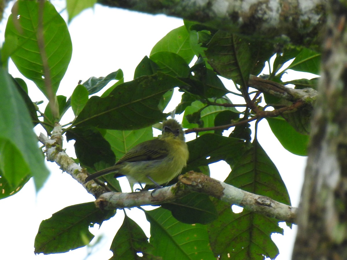 Olive-faced Flatbill - ML643766057